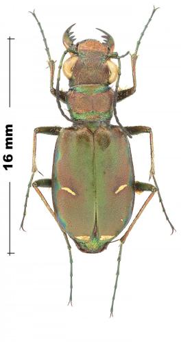 Cicindela purpurea